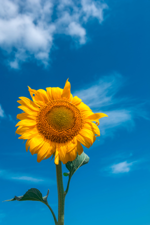 sunflower summer flower close-up, against a background of clouds. agroculture, harvest.の写真素材