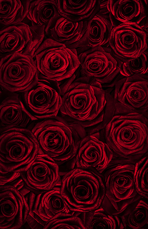 fresh red roses isolated on a black background.vertical greeting card with rosesの写真素材