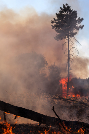 fire. wildfire, burning pine forest in the smoke and flames.の写真素材