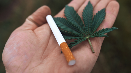bush marijuana on blurred  background. bush cannabis.の写真素材
