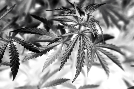 bush marijuana on blurred  background. bush cannabis.の写真素材