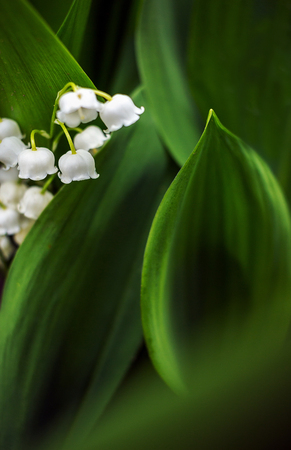 Beautiful flower background. Great spring background, blooming wild flowers.の写真素材