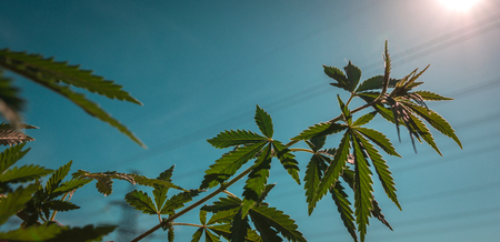 bush marijuana on blurred  background. bush cannabis at sunset.の写真素材