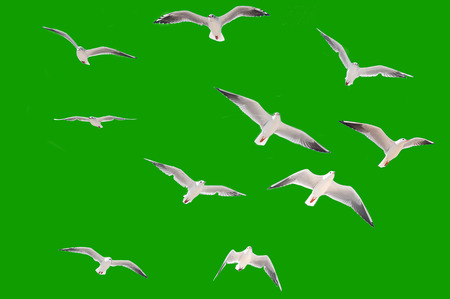 isolated seagulls birds fly.の写真素材