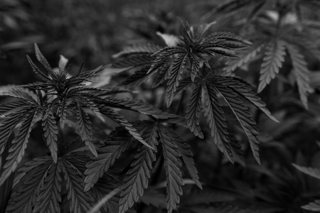 bush marijuana on blurred black background. bush cannabis.の写真素材