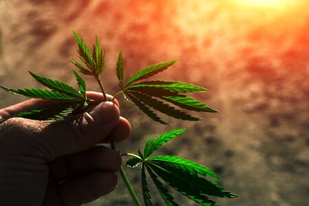 bush marijuana on blurred  background. bush cannabis at sunset.の写真素材