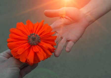 wild poppy flower at sunset.  symbol of remembrance.の写真素材