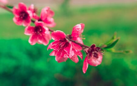 wild flowers sakura bush in the blurry backgroundの写真素材