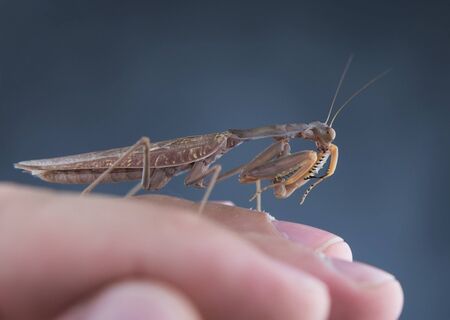 Insect hunter attacks. Mantis is a terrible monster of wildlife. Mantis in attack.