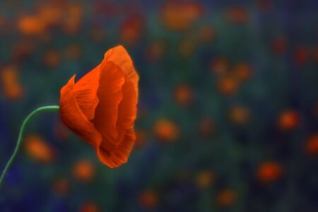 wild poppy flower  on a blurred background . Remembrance Day.の写真素材