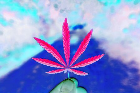 bush marijuana on blurred  background. bush cannabis on the palm.の写真素材