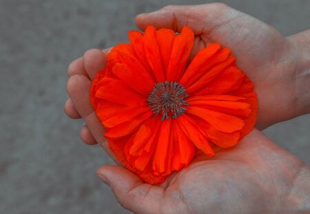 wild poppy flower at sunset.  symbol of remembrance.の写真素材
