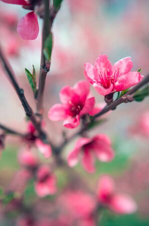 wild flowers sakura bush in the blurry backgroundの写真素材