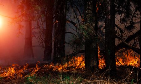 fire. wildfire at sunset, burning pine forest in the smoke and flames.の写真素材