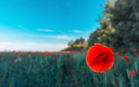 wild flowers poppies in a field with grass at sunsetの写真素材