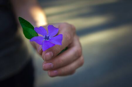 girl's hand giving wild flower with love at sunset. beautiful background