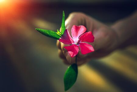 girl's hand giving wild flower with love at sunset. beautiful backgroundの写真素材