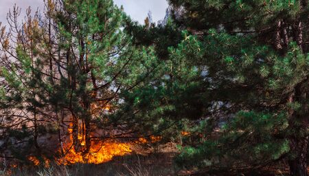 fire. wildfire, burning pine forest in the smoke and flames.の写真素材
