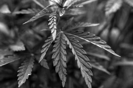 bush marijuana on blurred black background. bush cannabis.の写真素材