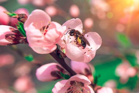 insect  bee pollinates a beautiful pink flower in the summer at sunset.の写真素材
