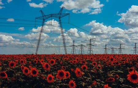 High-voltage power lines in the field with sunflowers, against the background of clouds at sunset.の写真素材