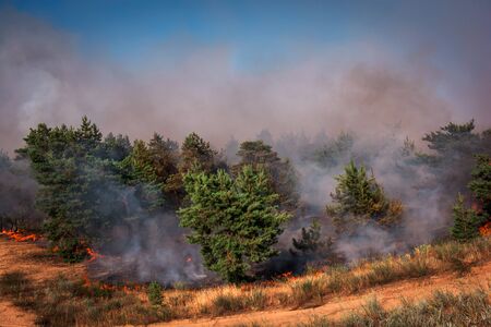 fire. wildfire, burning pine forest in the smoke and flames.