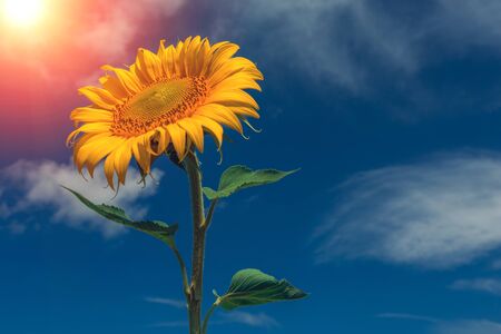 sunflower summer flower close-up, against a background of clouds at sunset. agroculture, harvest.の写真素材