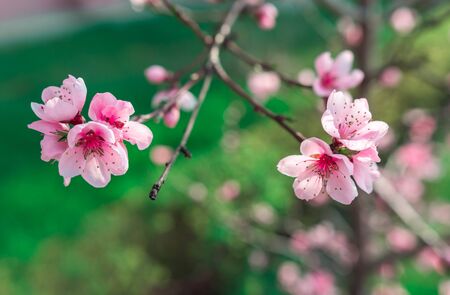 wild flowers sakura bush in the blurry backgroundの写真素材