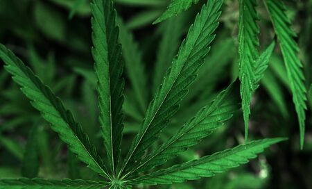 bush marijuana on blurred  background. bush cannabis.の写真素材
