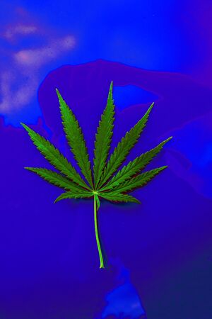 bush marijuana on blurred  background. bush cannabis.の写真素材