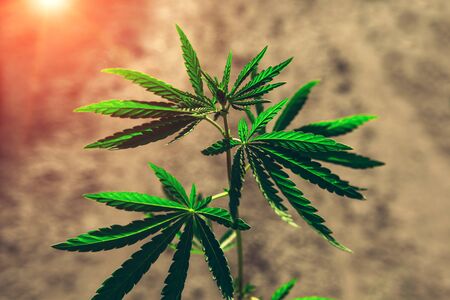 bush marijuana on blurred  background. bush cannabis at sunset.の写真素材