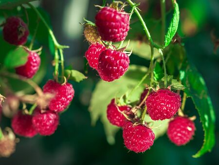 ripe raspberries in garden. Red sweet berries growing on raspberry bush.の写真素材