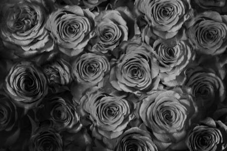 black roses isolated on a black background. Greeting card with rosesの写真素材