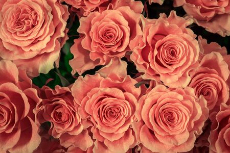 roses isolated on a black background. Greeting card with rosesの写真素材