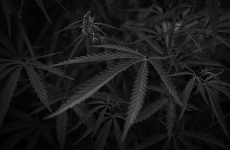 bush marijuana on blurred black background. bush cannabis.の写真素材