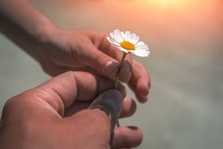 girl's hand giving wild flower with love at sunset. beautiful backgroundの写真素材