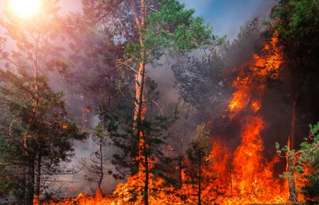 fire. wildfire at sunset, burning pine forest in the smoke and flames.の写真素材