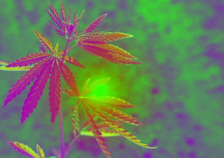 bush marijuana on blurred  background. bush cannabis.の写真素材