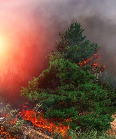 fire. wildfire at sunset, burning pine forest in the smoke and flames.の写真素材