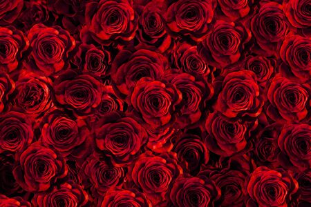 fresh red roses isolated on a black background.vertical greeting card with rosesの写真素材