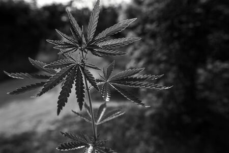 bush marijuana on blurred black background. bush cannabis.の写真素材