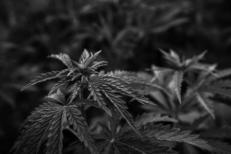 bush marijuana on blurred black background. bush cannabis.の写真素材