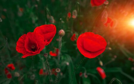 wild flowers poppies in a field with grass at sunsetの写真素材