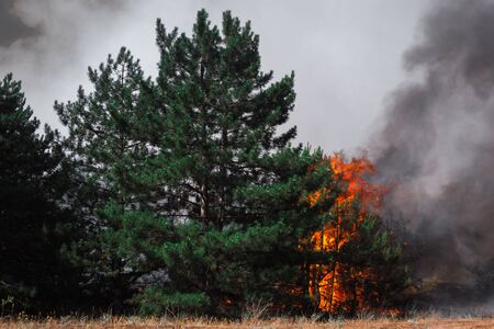 fire. wildfire, burning pine forest in the smoke and flames.の写真素材