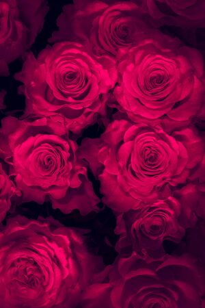 roses isolated on a black background. Greeting card with rosesの写真素材