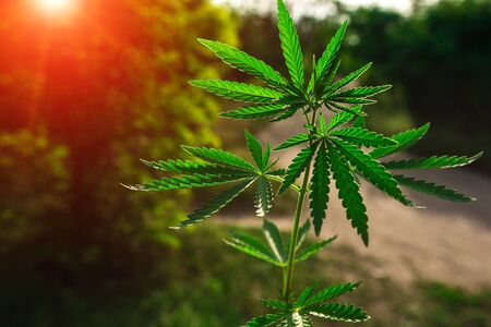 bush neon marijuana on blurred  background. bush cannabis.の写真素材