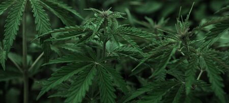 bush marijuana on blurred  background. bush cannabis.の写真素材