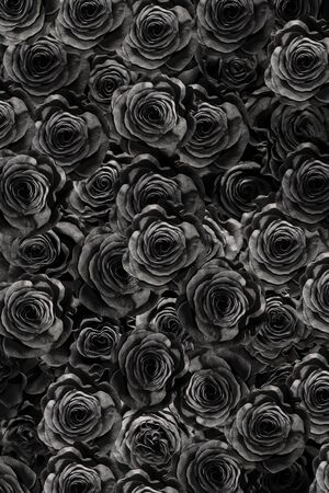 black roses isolated on a black background. Greeting card with rosesの写真素材