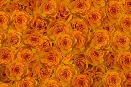 buds gold yellow roses close-up. flowers of love.の写真素材