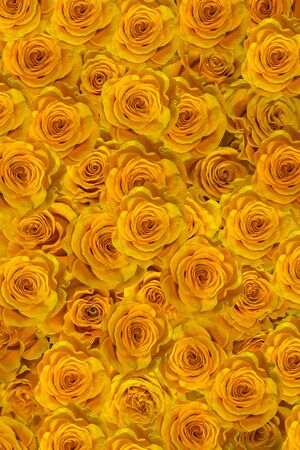buds gold yellow roses close-up. flowers of love.の写真素材